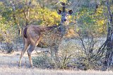 Female Indian Sambar, Ranthambore National Park