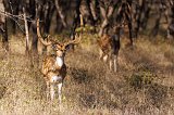 Chital Stag, Ranthambore National Park