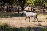 Male Nilgai, Ranthambore National Park