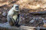 Northern Plains Gray Langur (Semnopithecus entellus)