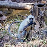 Northern Plains Gray Langur (Semnopithecus entellus)