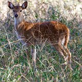 Young Chital (Axis axis), Ranthambore National Park