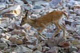 Chital Fawn, Ranthambore National Park