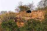 Sloth Bear (Melursus ursinus), Ranthambore National Park