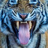 Royal Bengal Tiger (Panthera tigris tigris) Yawning