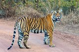 Royal Bengal Tiger (Panthera tigris tigris), Ranthambore National Park