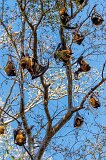 Indian Flying Fox (Pteropus Medius)