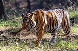 Royal Bengal Tiger (Panthera tigris tigris)