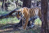 Royal Bengal Tiger (Panthera tigris tigris), Ranthambore National Park