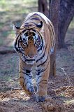 Royal Bengal Tiger, Ranthambore National Park, Rajasthan