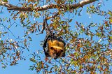 Greater Indian Fruit Bat (Pteropus Medius)