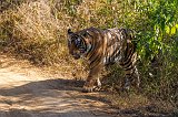 Royal Bengal Tiger, Ranthambore National Park
