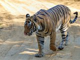 Royal Bengal Tiger (Panthera tigris tigris)