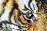 Eye of the Bengal Tiger