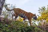 Royal Bengal Tiger on Ruins of the Fort