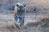 Royal Bengal Tiger (Panthera tigris tigris)