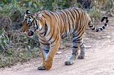 Royal Bengal Tiger (Panthera tigris tigris)