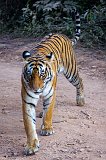 Royal Bengal Tiger, Ranthambore National Park