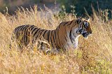 Royal Bengal Tiger, Ranthambore National Park