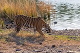 Royal Bengal Tiger near the Lake