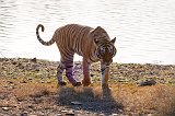 Royal Bengal Tiger, Ranthambore National Park