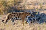 Royal Bengal Tiger, Ranthambore National Park