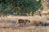 Royal Bengal Tiger, Ranthambore National Park