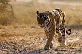 Royal Bengal Tiger, Ranthambore National Park