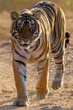 Royal Bengal Tiger (Panthera tigris tigris)