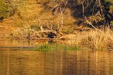 Royal Bengal Tiger Walking in the Lake