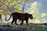 Royal Bengal Tiger (Panthera tigris tigris)