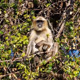 Northern Plains Gray Langur (Semnopithecus entellus)