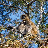 Mother and Baby Gray Langur