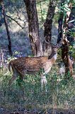 Male Chital (Axis axis), Ranthambore National Park