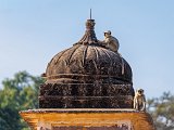  Hanuman Langurs on Choti Chhatri, Ranthambore National Park