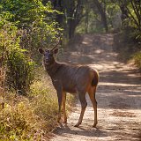 Indian Sambar Buck, Ranthambore National Park