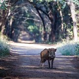Indian Boar (Sus scrofa cristatus), Ranthambore National Park