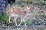 Chital Newborn, Ranthambore National Park