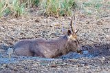 Indian Sambar Wallowing, Ranthambore National Park
