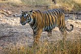 Royal Bengal Tiger, Ranthambore National Park