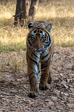 Royal Bengal Tiger, Ranthambore National Park