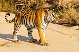 Royal Bengal Tiger, Ranthambore National Park