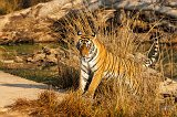 Royal Bengal Tiger (Panthera tigris tigris)