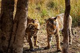Two Royal Bengal Tigers, Ranthambore National Park