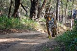 Royal Bengal Tiger (Panthera tigris tigris)