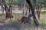 Two Royal Bengal Tigers, Ranthambore National Park