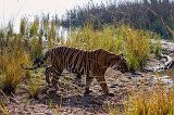 Royal Bengal Tiger (Panthera tigris tigris)