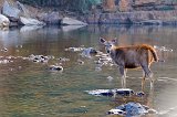 Young Indian Sambar, Ranthambore National Park