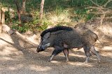 Indian Boar (Sus scrofa cristatus), Ranthambore National Park