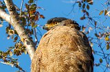 Crested Serpent Eagle (Spilornis Cheela)